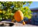 Close-up of a ripe lemon hanging from a tree at 1000 Leisure World --, Mesa, AZ 85206