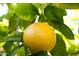 Close up of a grapefruit hanging from a tree at 1000 Leisure World --, Mesa, AZ 85206