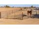 Several horses in individual stalls with metal fencing at 10137 N White Rd, Maricopa, AZ 85139