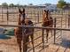 Two horses in adjacent stalls with hay and metal fencing at 10137 N White Rd, Maricopa, AZ 85139