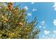 Abundant fruit tree laden with ripe oranges against a bright blue sky at 1503 N Quail Ln, Gilbert, AZ 85233