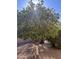 Lush orange tree laden with ripe fruit at 20509 N Enchantment Pass, Maricopa, AZ 85138