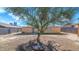 Backyard with large tree and view of home at 6730 W Vernon Ave, Phoenix, AZ 85035