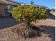 Lush lemon tree laden with ripe fruit in the backyard at 5110 E Edgewood Ave, Mesa, AZ 85206