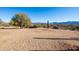 Sandy backyard with a desert landscape and a tree at 31617 N 168Th St, Rio Verde, AZ 85263