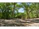 View of a lush, wooded area with tall trees and dappled sunlight at 31617 N 168Th St, Rio Verde, AZ 85263