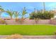 Artificial turf backyard with palm trees at 747 E Nolan Pl, Chandler, AZ 85249