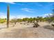 Expansive desert landscape with a tall saguaro cactus at 31130 N 59Th St, Cave Creek, AZ 85331