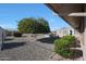 Landscaped backyard with mature fruit trees and gravel at 9821 W Cedar Dr, Sun City, AZ 85351