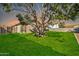 Backyard with grassy area and mature tree at sunset at 14821 N 60Th Dr, Glendale, AZ 85306