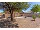 Large backyard with mature tree and gravel landscaping at 1825 N Lewis Pl, Casa Grande, AZ 85122