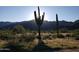 Spectacular desert landscape with saguaro cacti and mountain backdrop at 19320 W Missouri Ave, Litchfield Park, AZ 85340