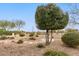 Landscaped backyard with fire pit and stone pathway at 23187 W Lasso Ln, Buckeye, AZ 85326