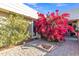 Brick courtyard with blooming bougainvillea and lush green plants at 15825 N 110Th Ave, Sun City, AZ 85351