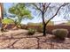 Landscaped backyard with gravel and desert plants at 1713 W Morse Dr, Anthem, AZ 85086