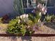 Desert landscaping with various cacti and succulents at 6307 E Gelding Dr, Scottsdale, AZ 85254