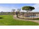 Inviting pool area with a large tree and a stone pathway at 1233 E Salado Cir, Mesa, AZ 85203