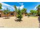 Spacious backyard with mature trees and gravel at 4543 W Lane Ave, Glendale, AZ 85301