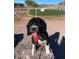 Dog at a park at 650 N Hawes Rd # 4820, Mesa, AZ 85207