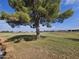 View of a green grassy area with mature trees and homes in the background at 650 N Hawes Rd # 4820, Mesa, AZ 85207