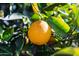 Ripe oranges on a tree in a sunny backyard at 1505 Leisure World --, Mesa, AZ 85206