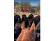 Horse looking at cattle in a pen at 32905 N 140Th St, Scottsdale, AZ 85262