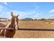 Paint horse looking over fence at arena at 32905 N 140Th St, Scottsdale, AZ 85262