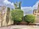 Backyard showcasing manicured shrubs, trees, and a well-maintained patio area at 9131 W Boca Raton Rd, Peoria, AZ 85381