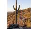 A majestic saguaro cactus and modern art installation at 13801 N Moon Dr, Phoenix, AZ 85023