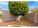 Landscaped backyard with a mature tree and gravel at 1451 E Ivanhoe St, Gilbert, AZ 85295