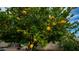 Abundant lemon tree in the backyard at 8514 E Fairmount Ave, Scottsdale, AZ 85251