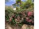 Attractive pink vines and greenery surround the backyard property at 250 N Neary Ave, Superior, AZ 85173