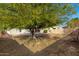 Backyard with mature tree and partial fence at 41405 W Cielo Ln, Maricopa, AZ 85138