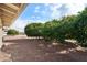 Landscaped backyard with mature citrus trees at 2242 Leisure World --, Mesa, AZ 85206