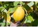 Close-up of ripe lemons growing on a tree at 2242 Leisure World --, Mesa, AZ 85206