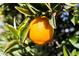 Close-up of ripe oranges growing on a tree at 2242 Leisure World --, Mesa, AZ 85206