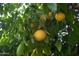 Branch laden with ripe grapefruits at 7701 S Butte Ave, Tempe, AZ 85284