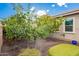 Backyard with mature orange and lemon trees, providing fresh fruit at 9364 W Cashman Dr, Peoria, AZ 85383