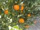 Lush orange tree laden with ripe oranges in the backyard at 8833 W Bloomfield Rd, Peoria, AZ 85381