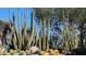 Succulent garden with multiple species at 37222 N Tom Darlington Dr # 11, Carefree, AZ 85377