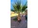 Desert landscaping with a large palm tree and cacti at 16602 W Tasha Dr, Surprise, AZ 85388