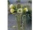 Tall cactus with large, white flowers in bloom at 18114 W Desert Sage Dr, Goodyear, AZ 85338