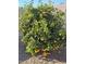 Lush citrus tree laden with ripe yellow fruit at 18114 W Desert Sage Dr, Goodyear, AZ 85338