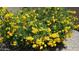 Bush of vibrant yellow flowers adds curb appeal at 18114 W Desert Sage Dr, Goodyear, AZ 85338