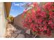 Landscaped side yard with a stone pathway and vibrant bougainvillea at 2927 W Plum Hollow Dr, Anthem, AZ 85086