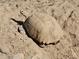 Close-up of a desert tortoise highlighting the tortoise's shell and textured skin while resting on desert ground at 50530 W Mockingbird Ln, Maricopa, AZ 85139