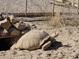 A desert tortoise situated near rocks and a burrow entrance in its natural habitat at 50530 W Mockingbird Ln, Maricopa, AZ 85139