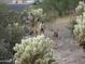 Doe and fawn in the desert landscape at 4590 S Gold Canyon Dr, Gold Canyon, AZ 85118