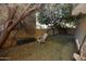 Small backyard with a white chair and mature trees at 10419 N 10Th Pl # 2, Phoenix, AZ 85020