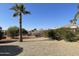 Backyard features gravel, mature palm trees, and a privacy fence at 14226 W Via Montoya --, Sun City West, AZ 85375